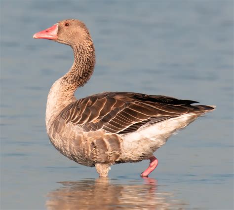 Greylag Goose Photos - Shanghai Birding 上海观鸟