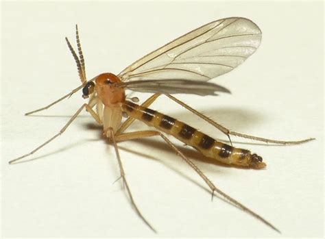 Diptera.info - Discussion Forum: Mycetophilidae => Ditomyiidae