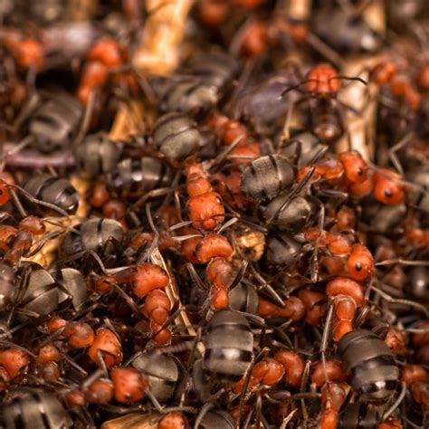 Ant Species Spotlight: Top 5 Most Common Ants for Ant Farms - Everything Ants