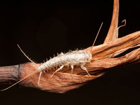 Silverfish Bug Infestation: How to Get Rid of Silverfish