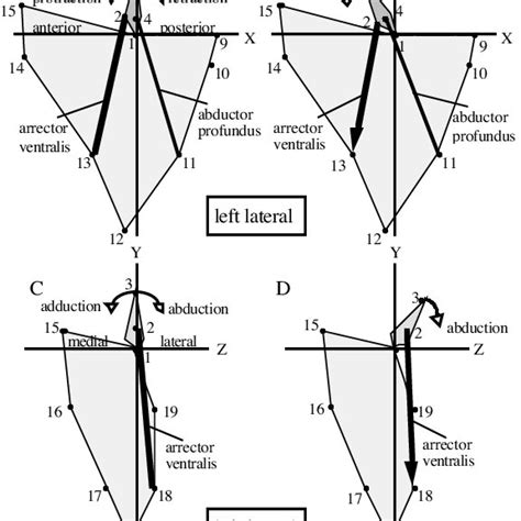 Diversity of pectoral fin shapes. (A) Broad, paddle shaped fins. (B)... | Download Scientific ...