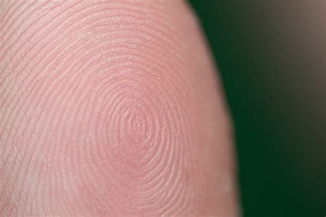 These genes shape your fingerprints—and limbs | Popular Science