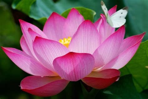 egyptian lotus flower.jpg (3 comments) Hi-Res 720p HD