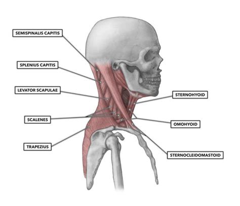 Pin by Fangsto on anatomy reference | Sternocleidomastoid muscle ...