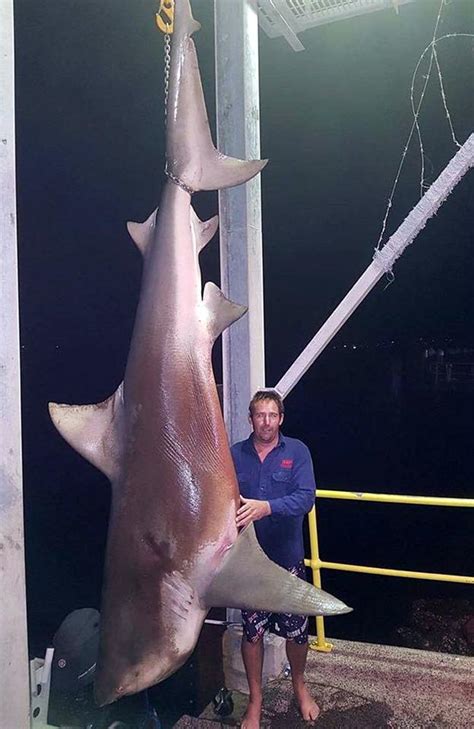 Bull shark caught off Swansea Lake Macquarie