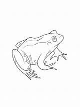 A Frog Printable coloring Page  Download Print Or Color Online For Free sketch template