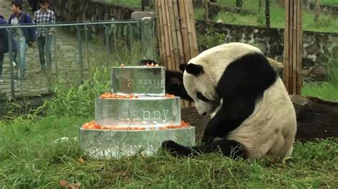 Pan Pan, world's oldest male panda, dies at 31 - ABC7 Chicago