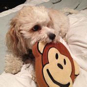 Pridebites Dog Toys: For The Ruffest Of Dogs! - Houston PetTalk