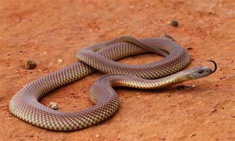 Mulga Snake Pictures - AZ Animals