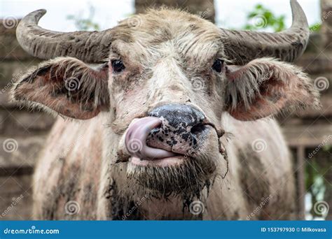 The Portrait of Dirty Cow, Thailand Stock Photo - Image of indochina, exotic: 153797930