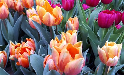 Colourful tulips. | Tulips, Color, Flowers
