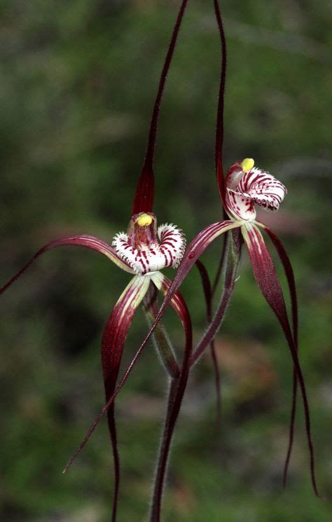 470 Australian Native Orchids ideas in 2021 | orchids, beautiful orchids, planting flowers