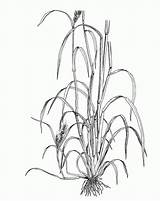 Botany Coloring Pages  Home sketch template