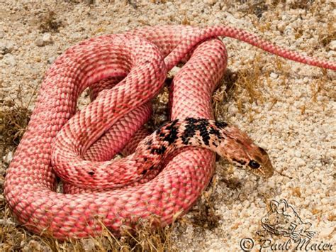 Red Racer - Coluber flagellum piceus