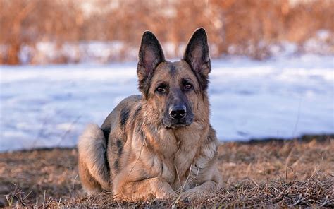 HD wallpaper: adult black and tan German shepherd, dog, snow, one animal, winter | Wallpaper Flare