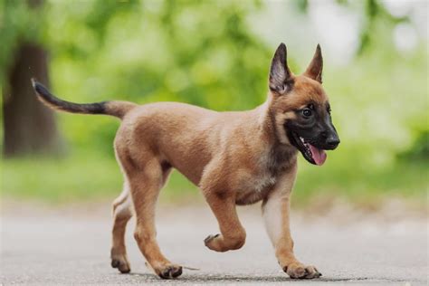 Belgian Malinois Colors • helloBARK!