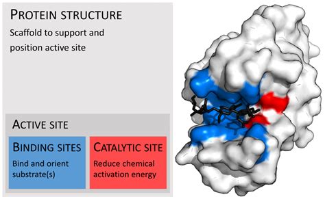 Enzymes: AP® Biology Crash Course Review | Albert.io