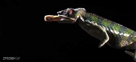 Slow motion video shows a chameleon shoot out its tongue superpower ...