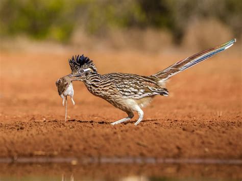 What Do Roadrunners Eat? (Everything You Need To Know) | Birdfact