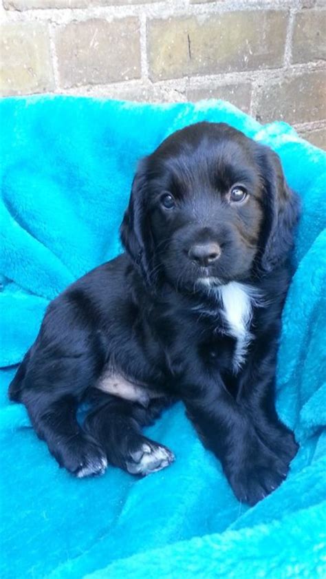 My working cocker spaniel pup, Theo - 7 weeks old. | Spaniel puppies, Cute dogs, Cute baby animals