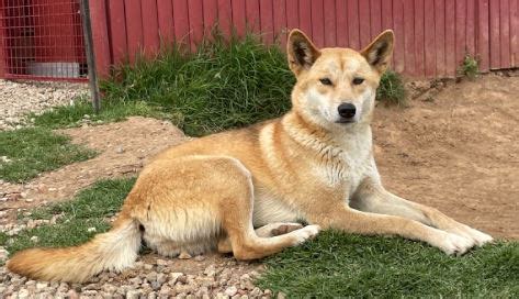 Dingo Hybrid - PetsForHomes