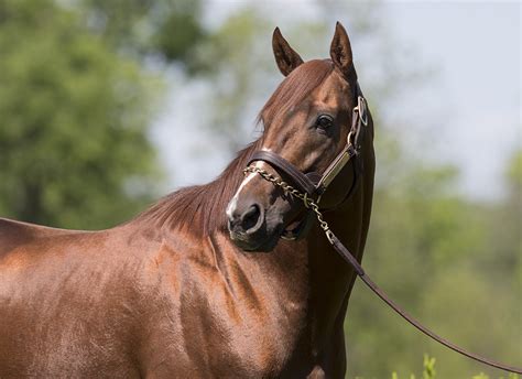 What is a Sire Horse? Learn All About This Unique Equine Breed