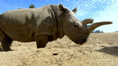 Reversing Extinction for the Great Northern White Rhino | Freekthink