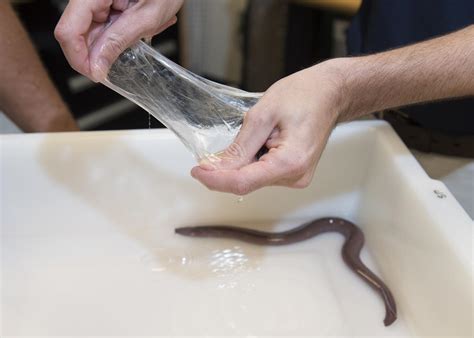 No One Is Prepared for Hagfish Slime | RealClearScience