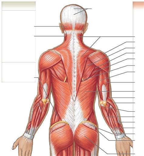 Axial and appendicular muscles- posterior upper Diagram | Quizlet