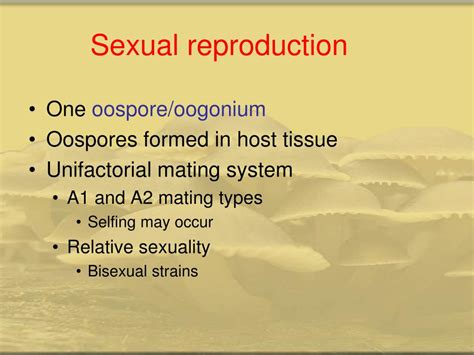 PPT - Phylum : Oomycota Class: Oomycetes PowerPoint Presentation, free ...