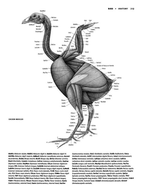 Chicken musculature | Animal skeletons, Anatomy drawing, Scientific illustration