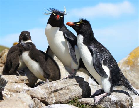 Rockhopper - Falklands Conservation