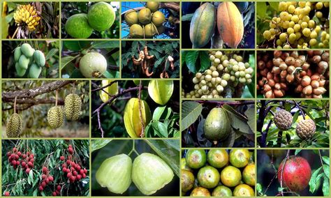 UN RECORRIDO POR EL MUNDO DE LOS FRUTOS TROPICALES – Jardines sin fronteras