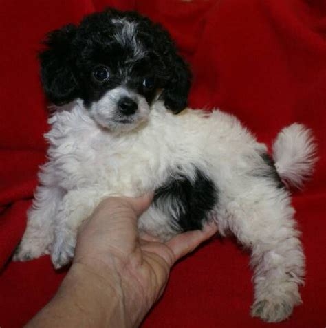 Micro Teacup Poodle Puppies | Toy poodles for sale, Poodle puppy, Poodle dog