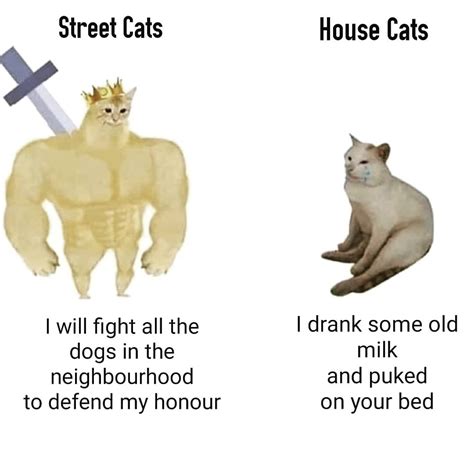 Street Cat Strong : r/memes