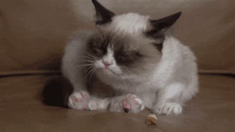 Licking Grumpy Cat GIF - Find & Share on GIPHY
