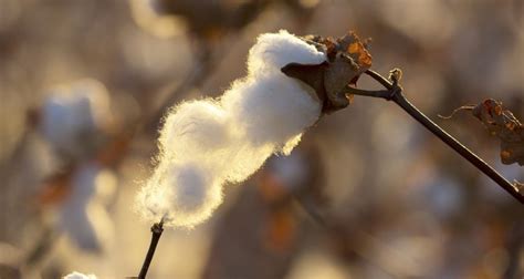 Algodon Cotton vs Egyptian Cotton | Our Everyday Life