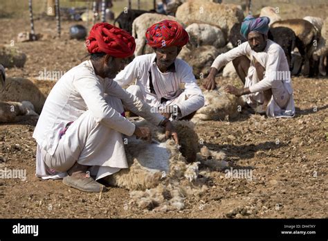 Gadaria shearing wool from sheep, Gadaria tribe, Madhya Pradesh, India ...