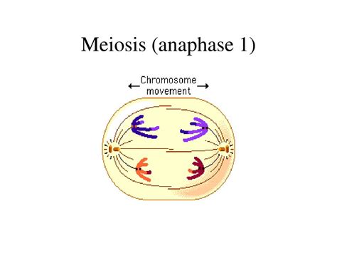 PPT - Occurrence of meiotic cell division PowerPoint Presentation, free download - ID:6824561