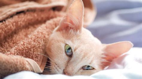 12 Signs Your Cat Is Dying And Things You Should Do About It