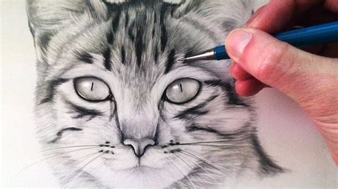 How to Draw a Cat | Cat drawing tutorial, Draw a cat, How to draw a cat