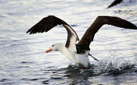 Albatross - Animals Photos