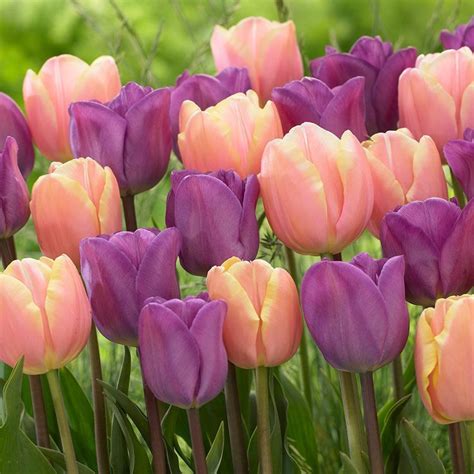 Tulip 'Magic Lavender' - #39Magic #lavender #Lavender39 #magic #tulip | Bulb flowers, Tulips ...