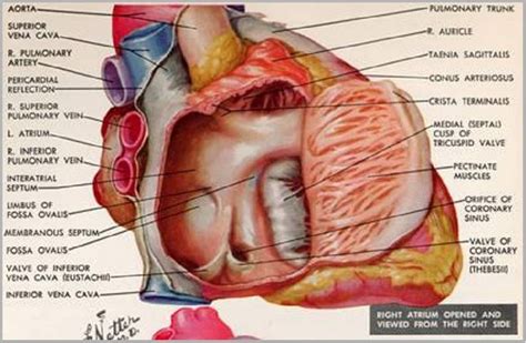 Anatomy Of Right Atrium - ANATOMY