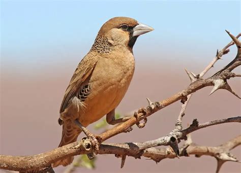 Sociable Weaver | The Animal Facts | Appearance, Diet, Habitat, Behavior