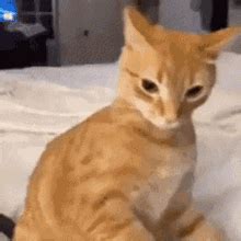 Gato Katzen GIF - Gato Katzen Cringe - Descobrir e Compartilhar GIFs