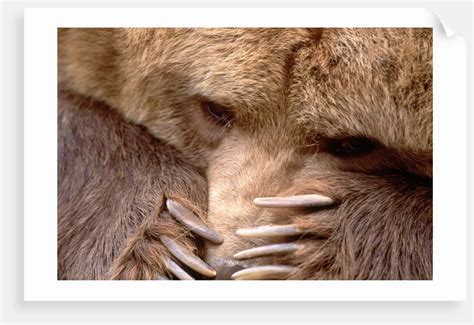 Sad Grizzly Bear posters & prints by Corbis