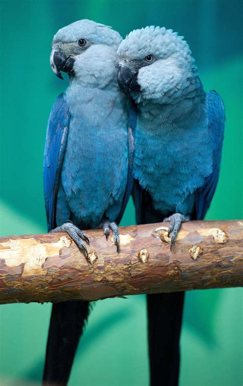 Blue macaw parrot that inspired "Rio" is now officially extinct in the wild - CBS News