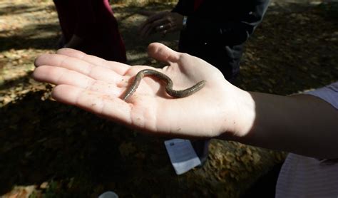 Creepy 'crazy worms' inch forward up Hudson Valley