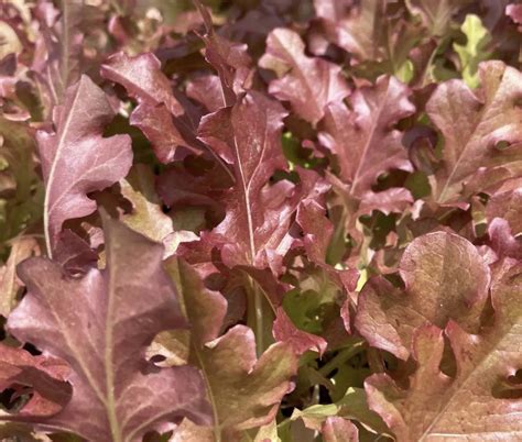 Red Salad Bowl Leaf Lettuce Seeds | Heirloom | Tim's Tomatoes